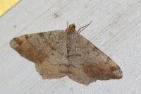 Macaria liturata