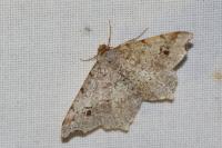 Macaria alternata
