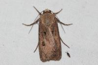 Agrotis exclamationis exclamationis