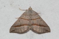 Scotopteryx luridata/mucronata