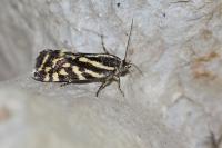 Emmelia trabealis
