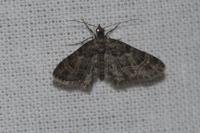 Gymnoscelis rufifasciata