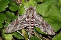 Agrius convolvuli