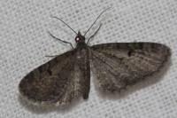 Eupithecia absinthiata