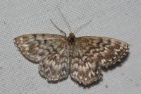 Scopula tessellaria