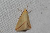 Rhodometra sacraria