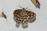 Chiasmia clathrata