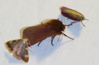 Phragmatobia fuliginosa