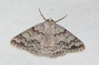 Pseudoterpna coronillaria