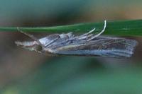 Agriphila tristella