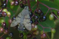 Macroglossum stellatarum