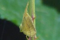 Camptogramma bilineata