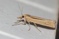 Ancylolomia tentaculella