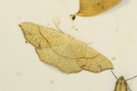 Cyclophora punctaria