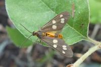 Dysauxes punctata