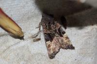 Euplexia lucipara