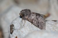 Thaumetopoea pityocampa