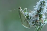 Sitochroa palealis