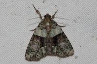 Cryphia algae