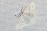 Cabera pusaria