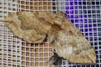 Pelurga comitata