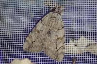 Catocala electa