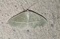 Campaea margaritaria