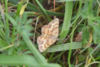 Ematurga atomaria