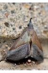 Hypena lividalis