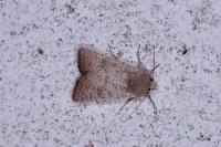 Hoplodrina ambigua