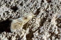 Cynaeda dentalis