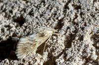 Cynaeda dentalis
