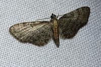 Eupithecia haworthiata