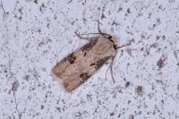 Agrotis puta