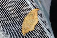 Drepana falcataria
