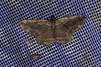 Philereme transversata