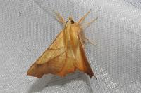 Ennomos fuscantaria