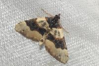 Cosmorhoe ocellata