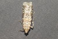 Dioryctria