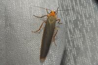 Manulea complana