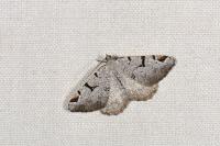 Macaria wauaria