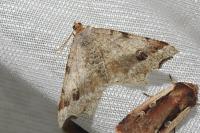Macaria alternata