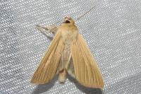 Mythimna pallens