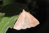 Polypogon plumigeralis