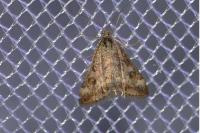 Pyrausta despicata