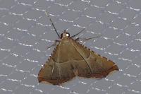 Endotricha flammealis