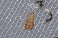 Homoeosoma sinuella