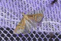 Euchromius bella