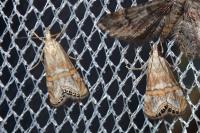 Euchromius anapiellus