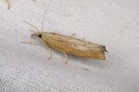 Agriphila geniculea